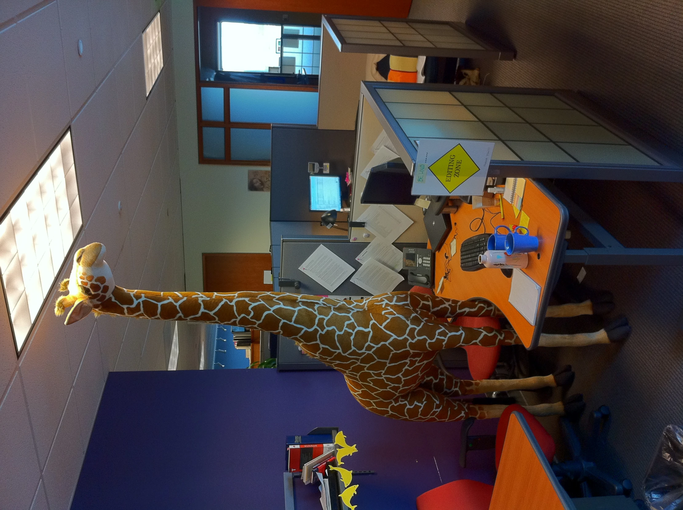 a fake giraffe stands in an office