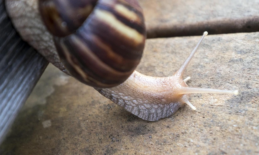 a close up of a snail with its tongue out