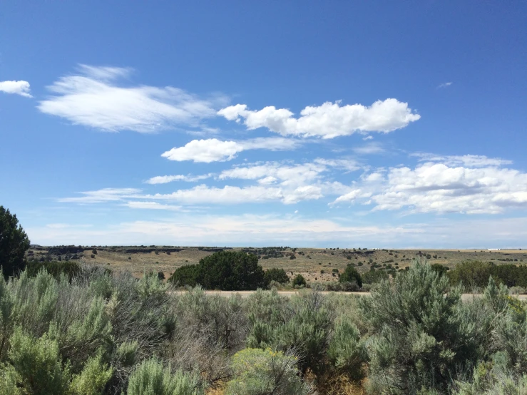 a grassy area with trees and bushes under a cloudy blue sky