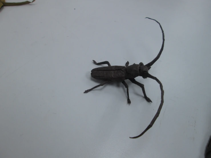 a bug sitting on top of a white surface