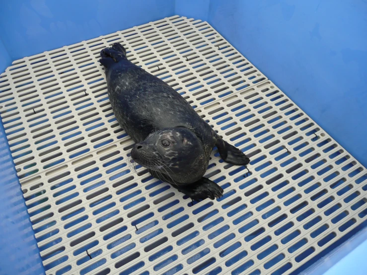 a large black animal laying on top of a metal grate