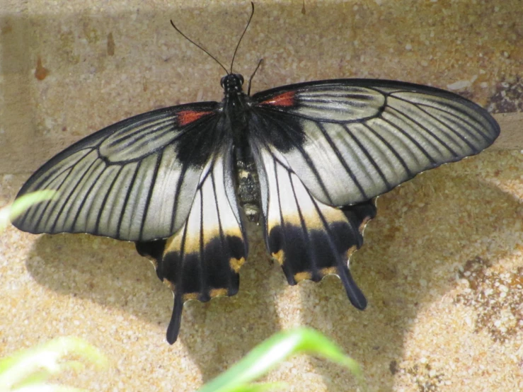 a white and black erfly sitting on a stone wall