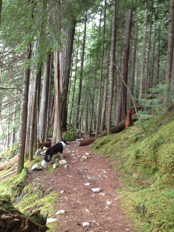 the black and white dog is walking through a dense forest