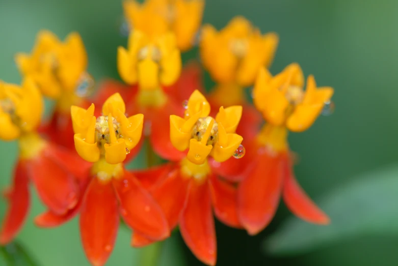 the tiny yellow bee on the top of the flower is looking for pollen