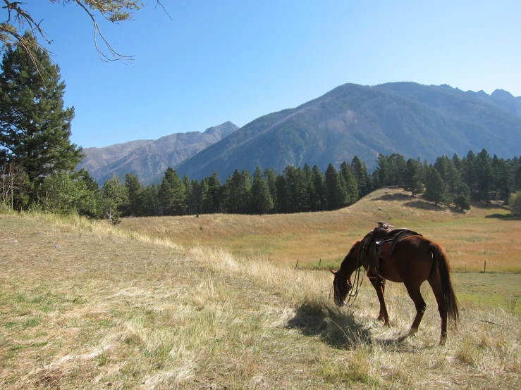 a horse is eating grass in the field by mountains