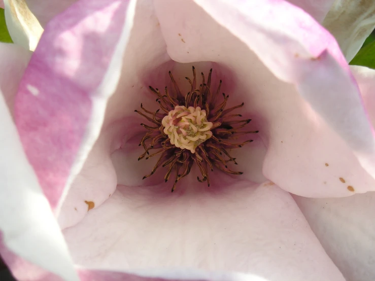 a pink and white flower with the center section open