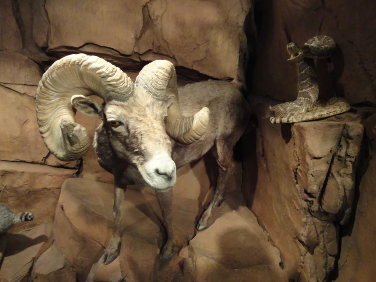 a goat standing inside of a rock cave next to rocks