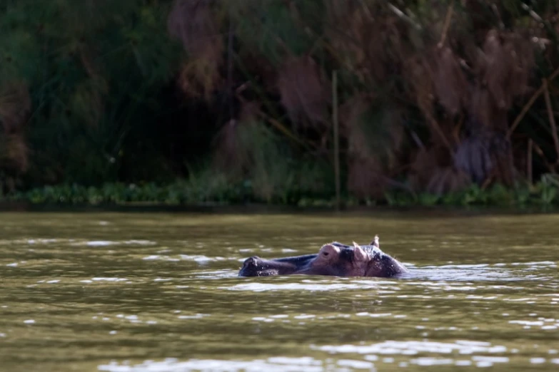 a hippopotamus swimming in a body of water