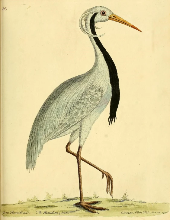 an illustration of a white bird with long legs