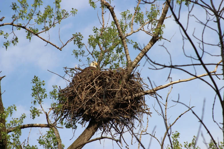 a bird is in the nest on the tree