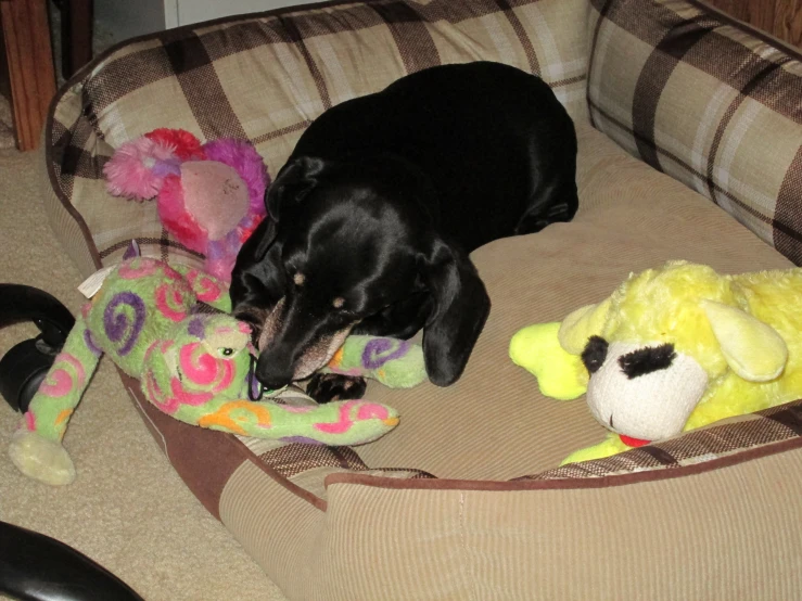 the dog is laying next to his toys