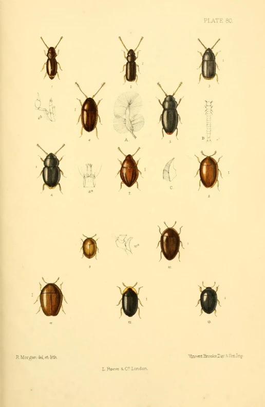 a drawing of various types of beetles on white background