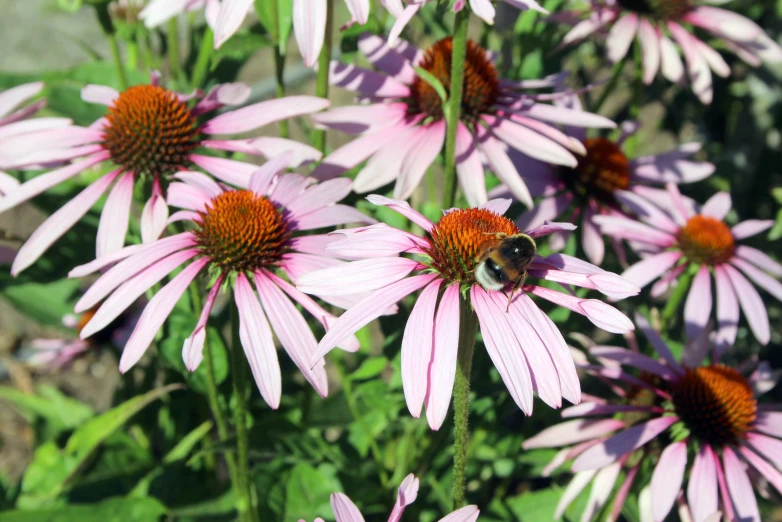 the pink flowers are blooming together, and bee is on it