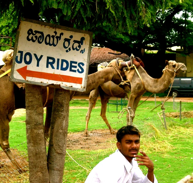 a man is sitting in front of a sign with camels