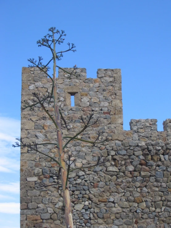 a single tree stands in front of a stone wall