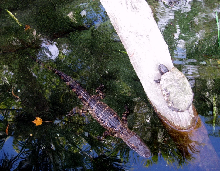 a large lizard is sitting on the edge of a body of water