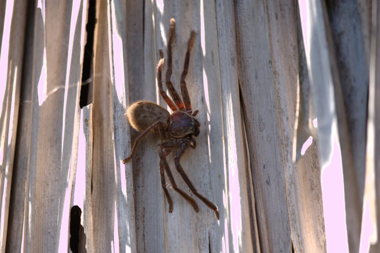 a spider hanging on the side of a wooden structure