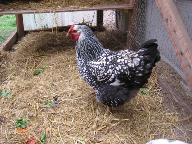 a chicken with some black and white markings stands on straw