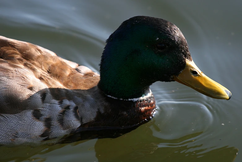 duck swimming in water with green backround