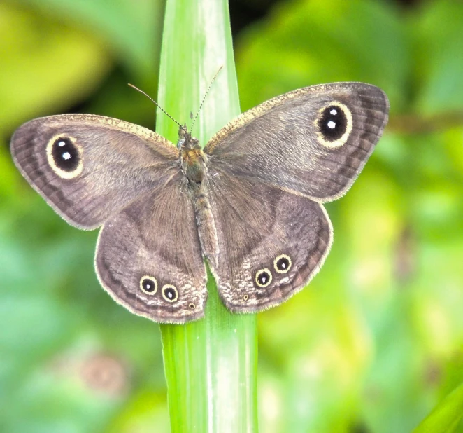 a brown and black erfly sitting on top of a green leaf