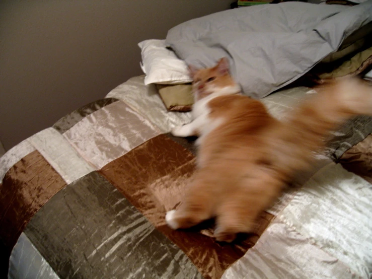 an orange cat on a bed in the room