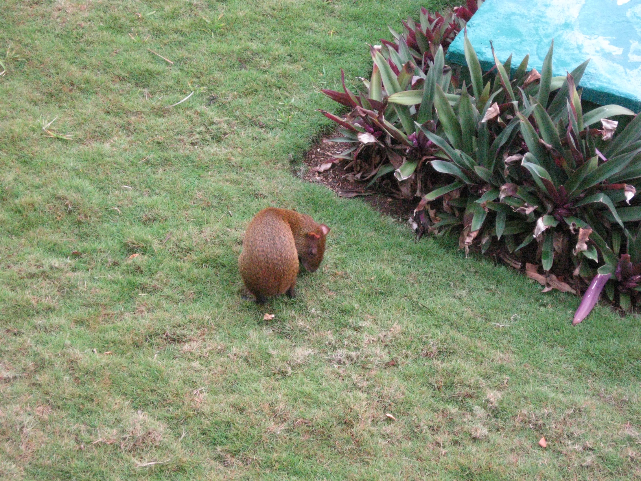 a squirrel in a field of green grass with plants