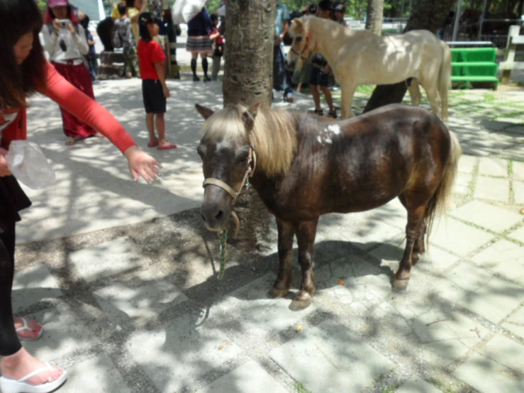 a horse and horse trainer reaching for it's hand