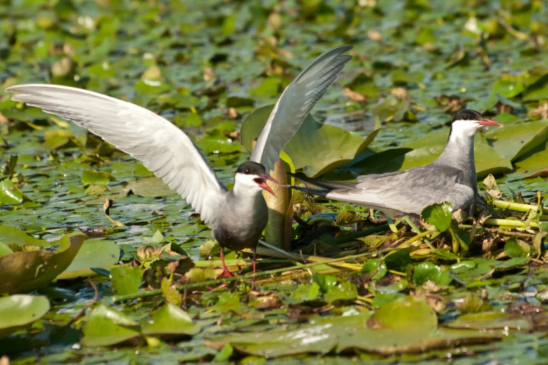 two birds fighting over a small pond filled with water lilies