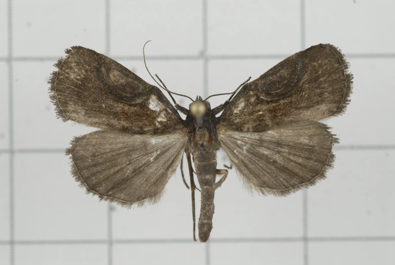 this moth is showing the different markings on it