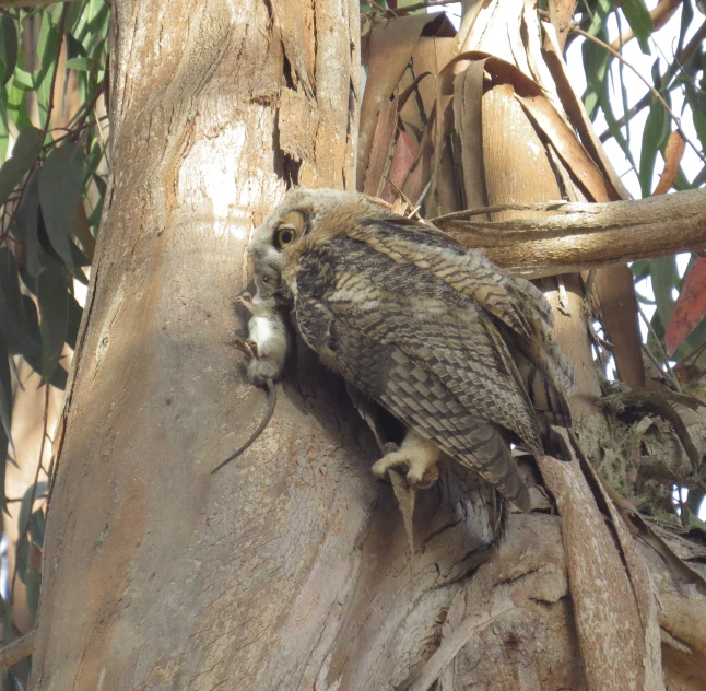 an owl sitting in the middle of a tree