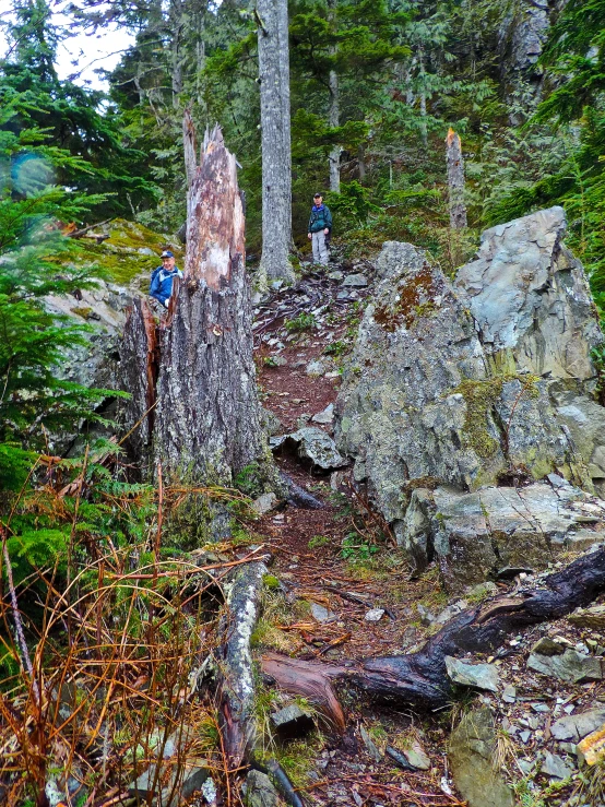 a small hill with rock and bushes and trees