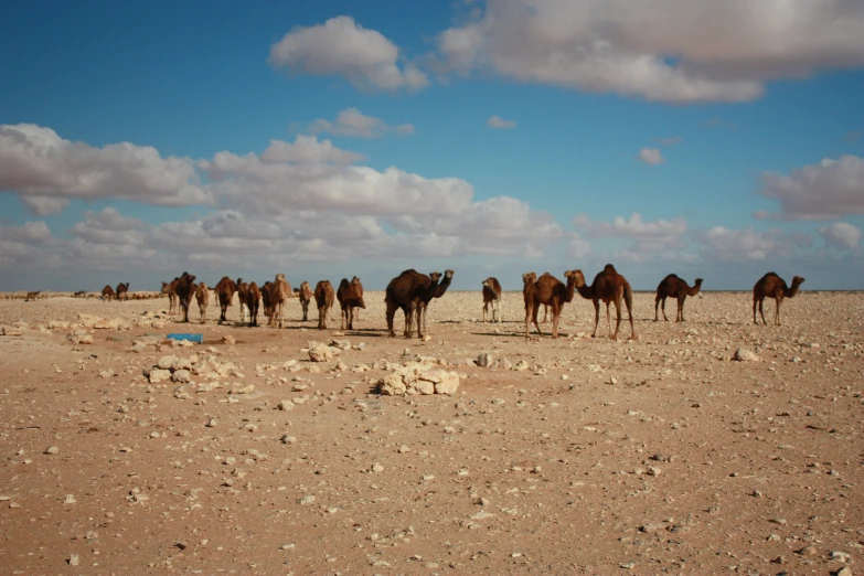 a group of camels walk on a desert terrain