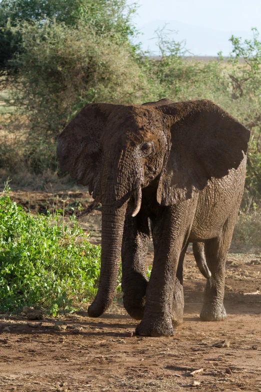 an elephant with tusks walking in a dirt field