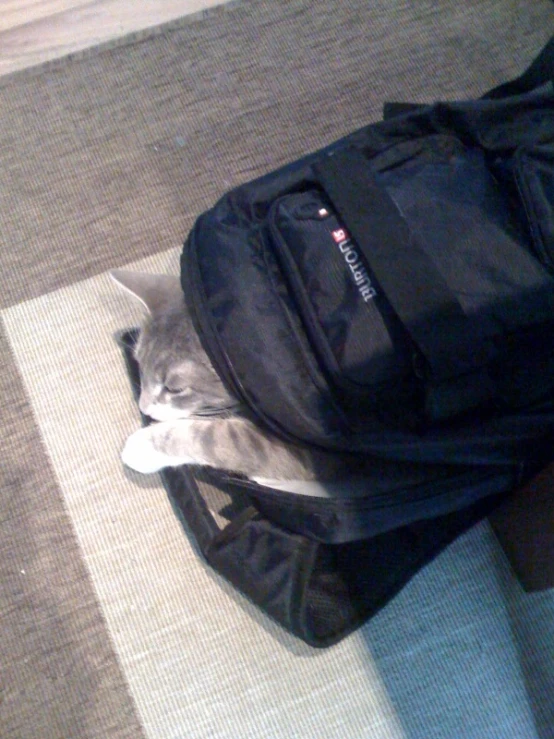 a cat sitting on top of a black backpack