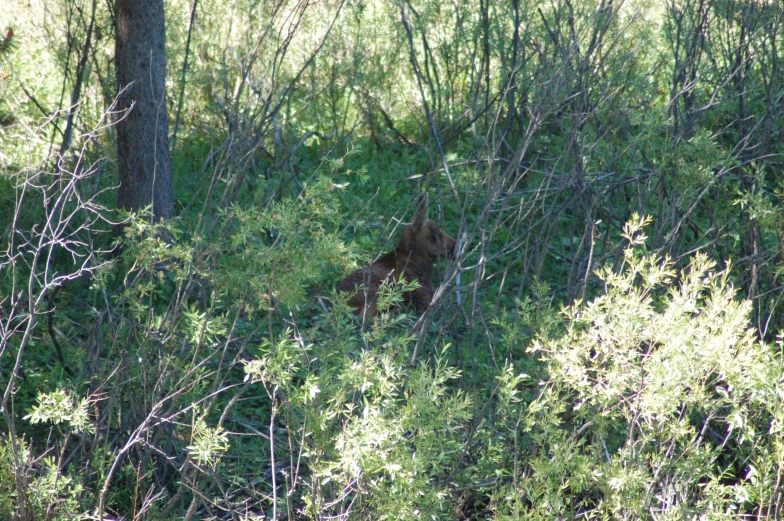 some brown bear is hiding behind the trees