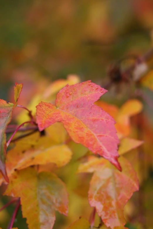 the leaves of this fall tree are changing color