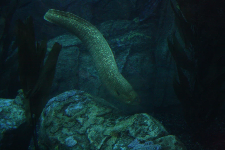 a fish near some rocks is shown in the water