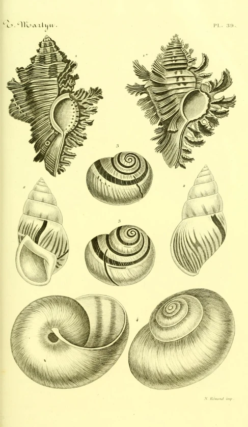 a black and white illustration shows sea shells