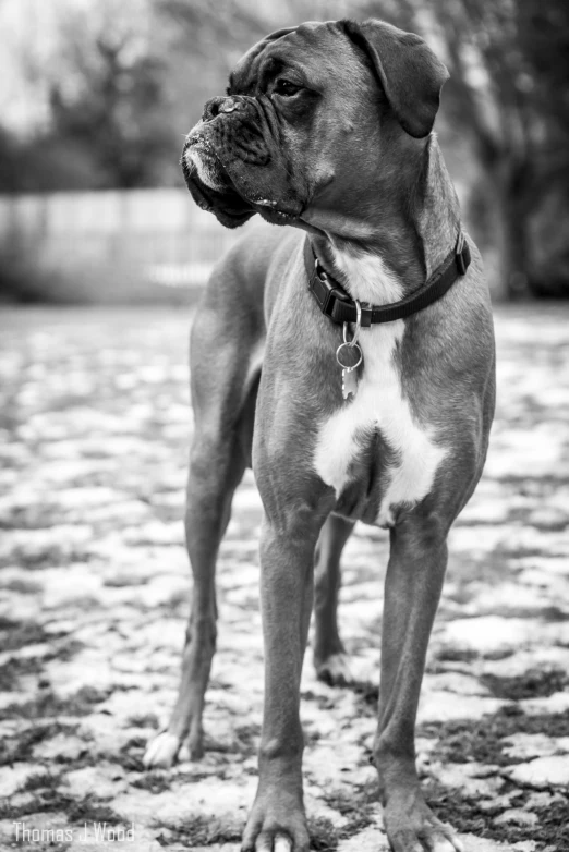 black and white pograph of a dog