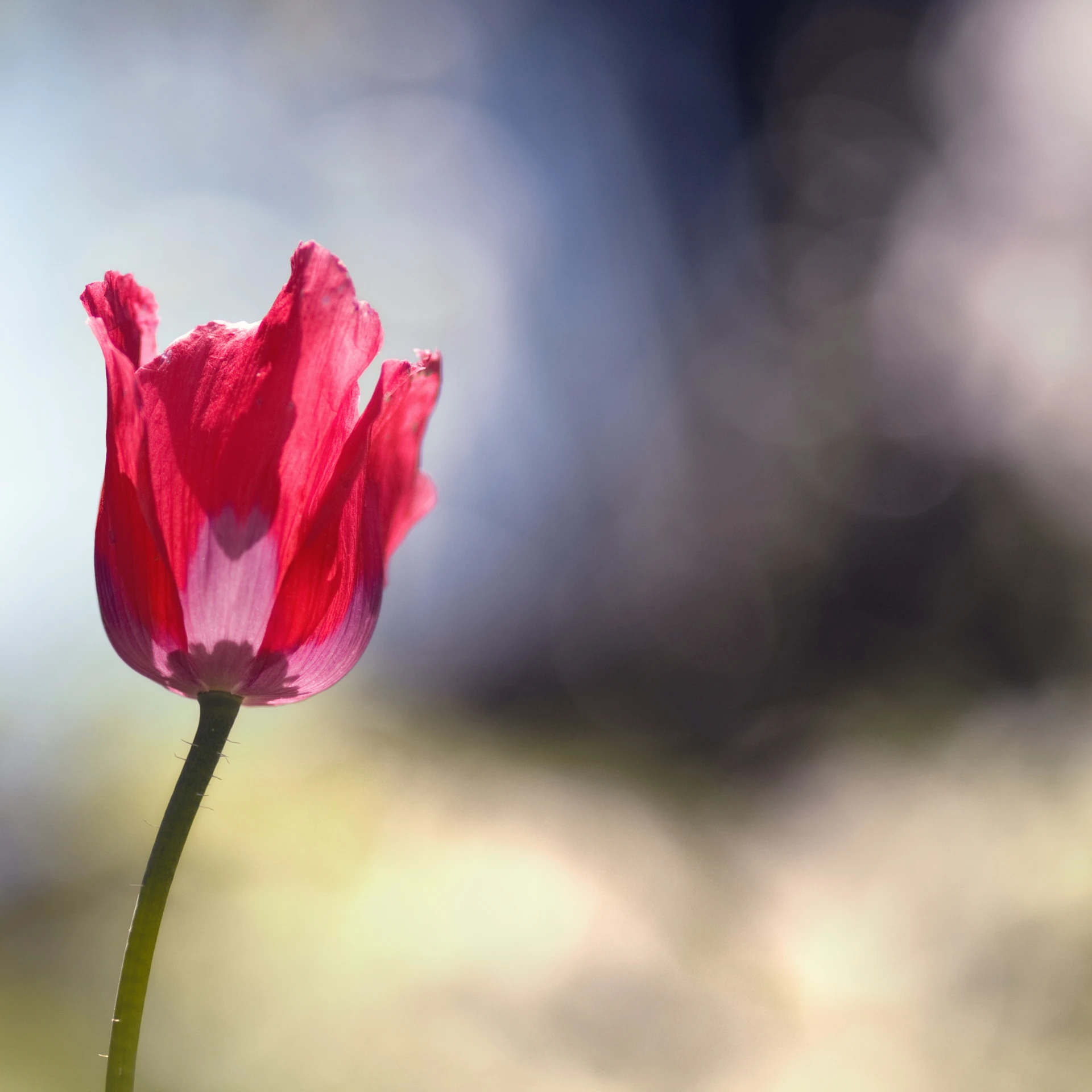 the red flower bud is near the blue sky