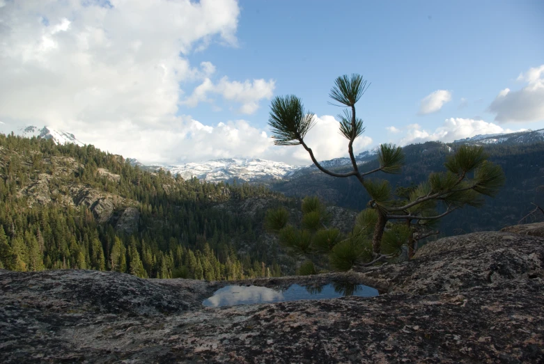 a small tree that is in the middle of some rocks