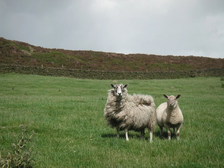 three sheep are standing in a green pasture