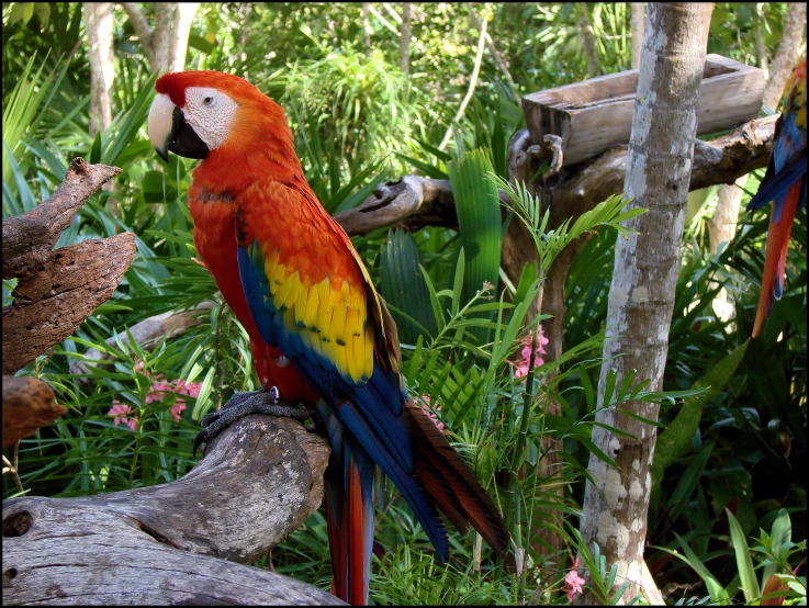 a colorful bird is sitting on a log