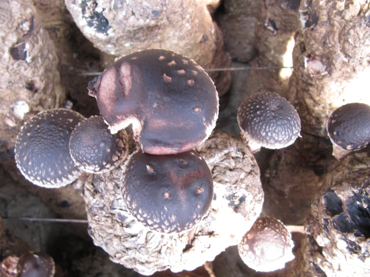 large cluster of mushrooms sitting on some stone