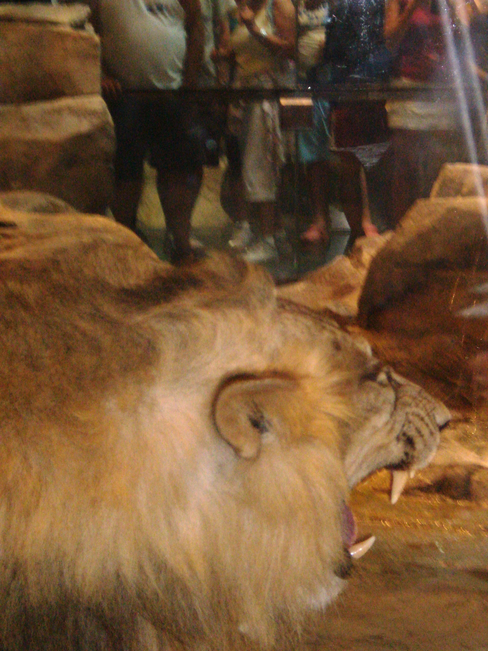 people are viewing a display with a lion roaring it's mouth