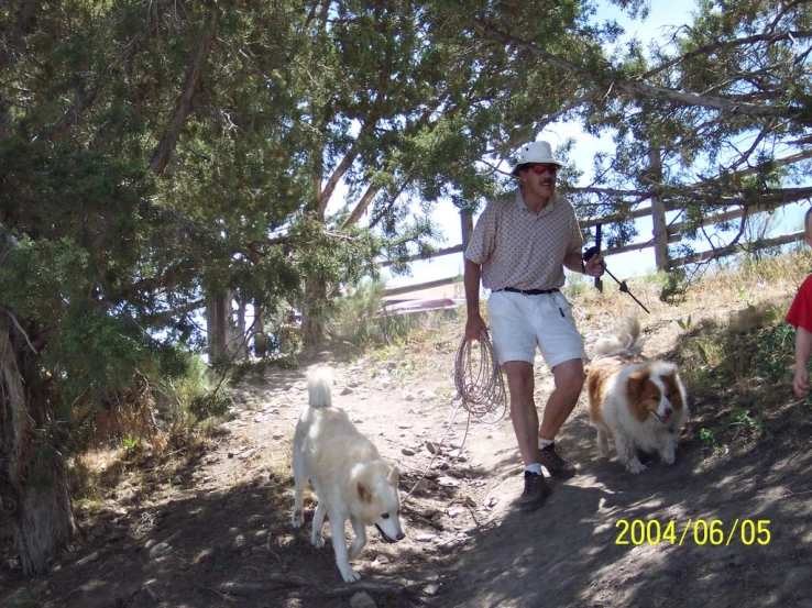 a man walking two dogs with leashes