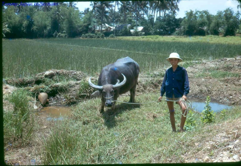 a man in a hat stands next to a water buffalo