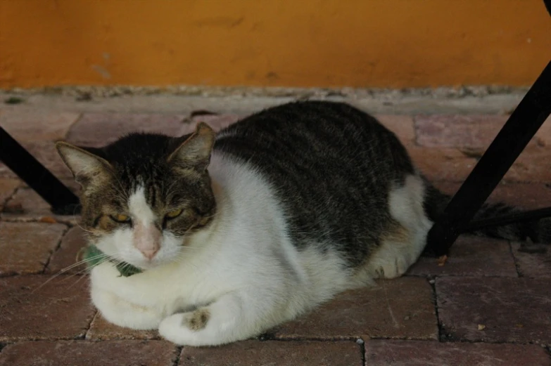 a cat sitting on the floor near some gate