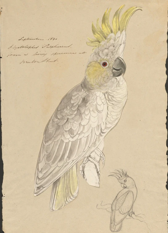 a drawing with a bird with yellow hair and a bird next to it