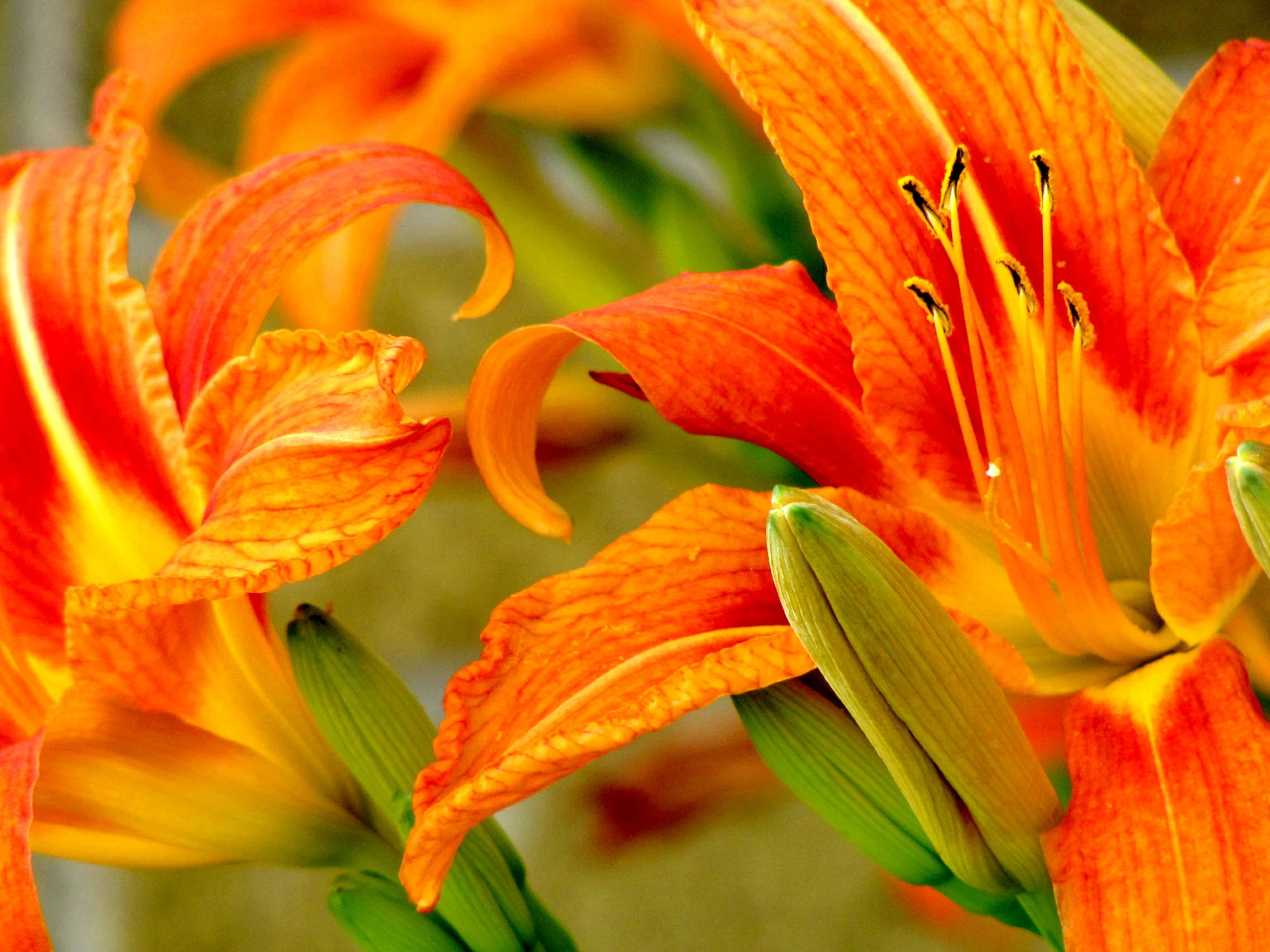 an orange flower with large petals in the sun